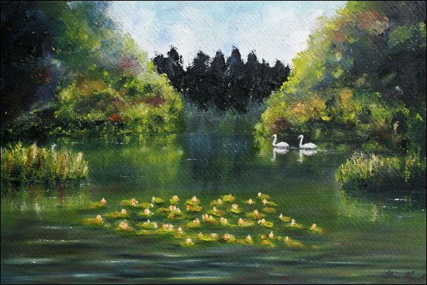 Swans at Frampton Lakes Gloucestershire